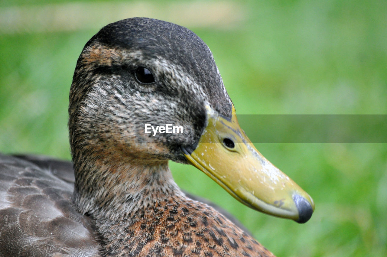 Close-up of duck