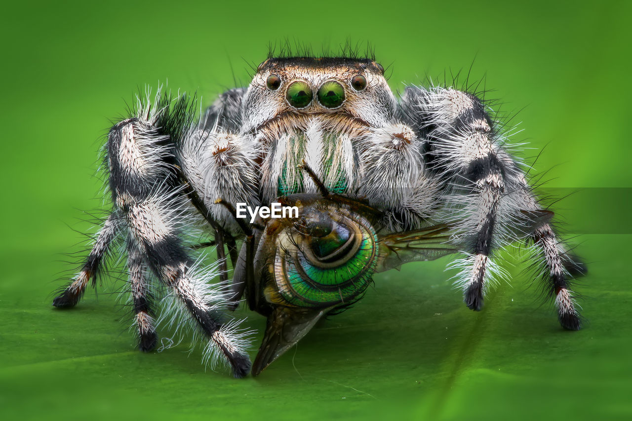 animal themes, animal, macro photography, one animal, animal wildlife, insect, green, close-up, wildlife, green background, macro, spider, arachnid, animal body part, eye, nature, animal hair, zoology, animal eye, no people, jumping spider, colored background, extreme close-up, portrait, outdoors, focus on foreground, animal head