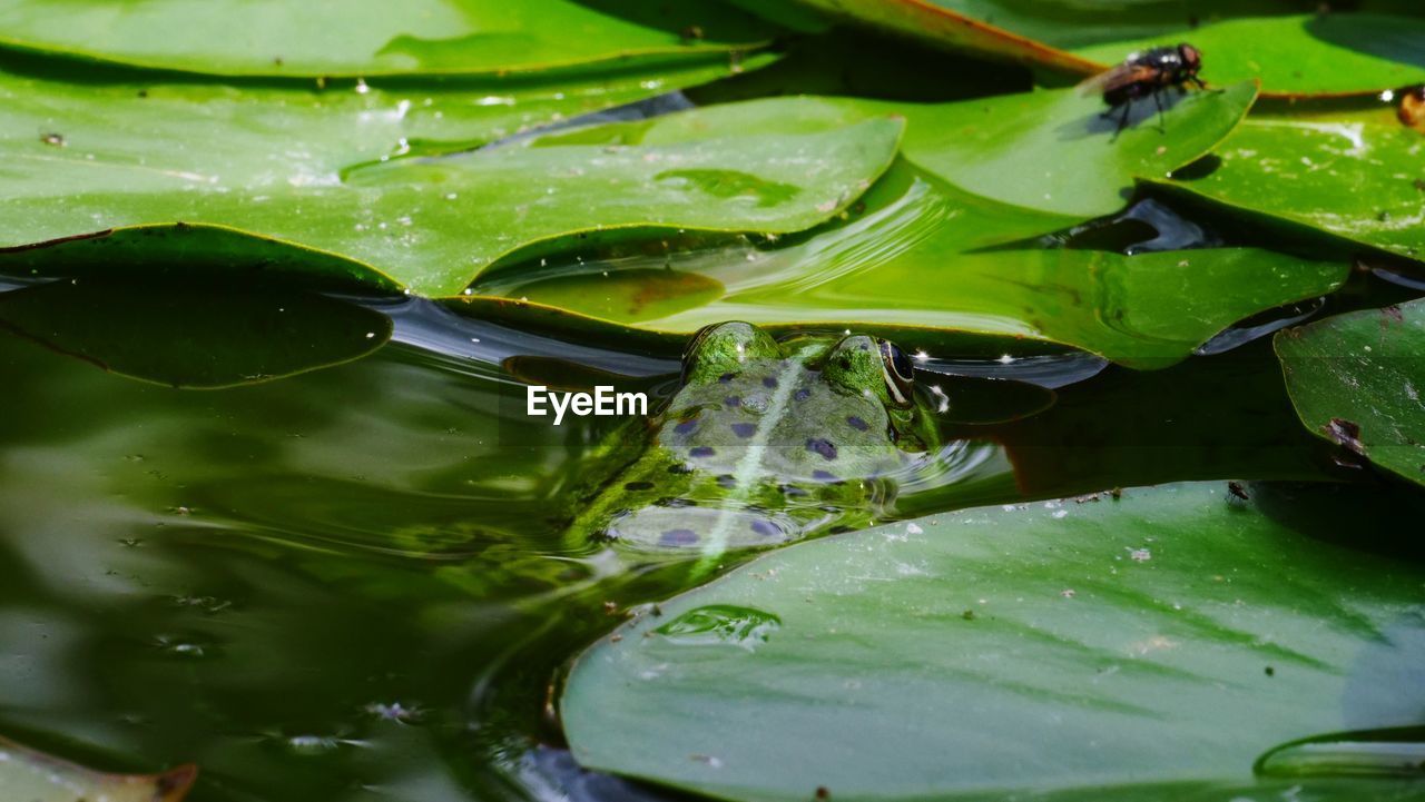 CLOSE-UP OF WATER DROPS ON LEAVES FLOATING ON PLANT