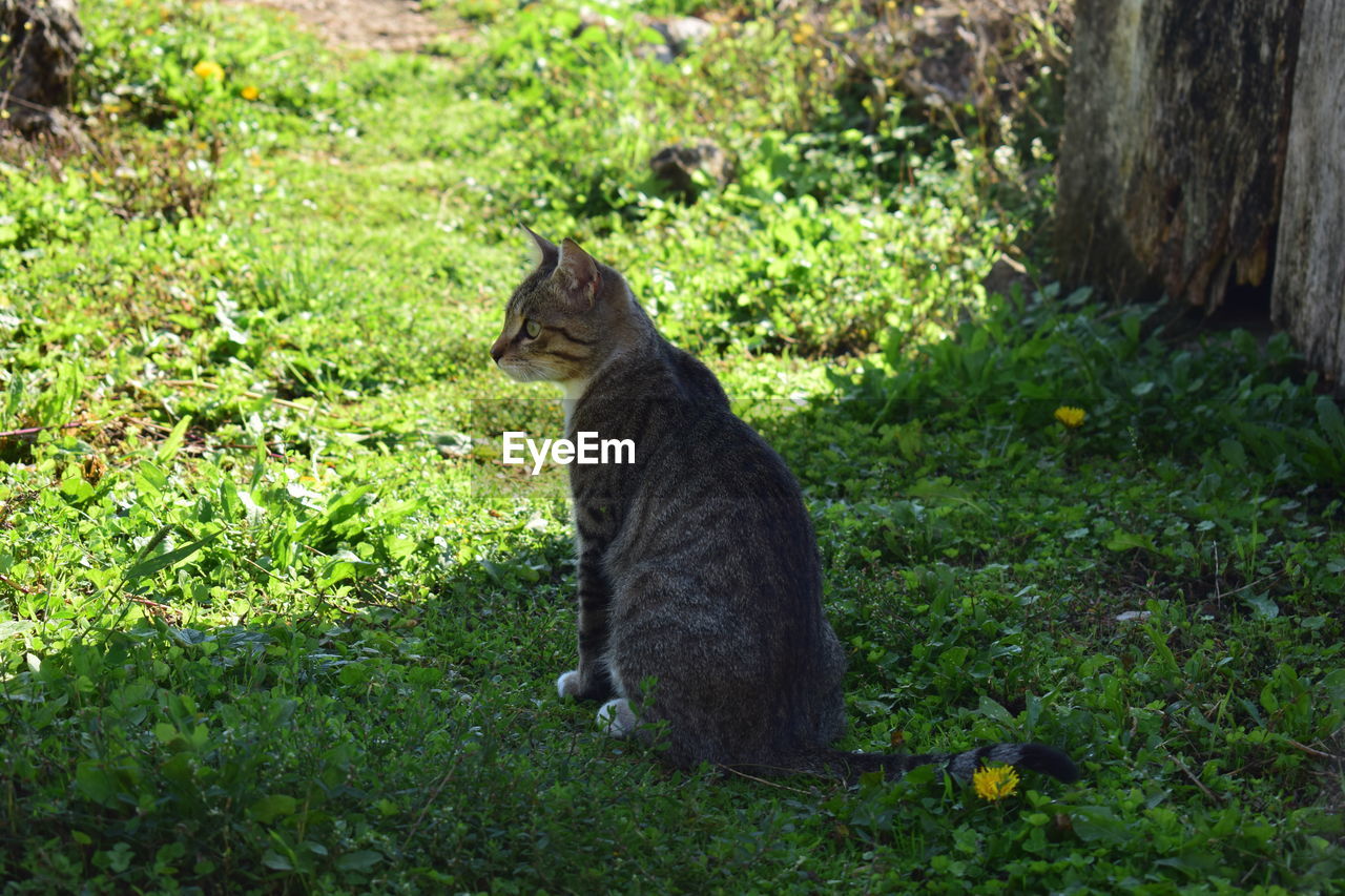 CAT SITTING BY PLANTS