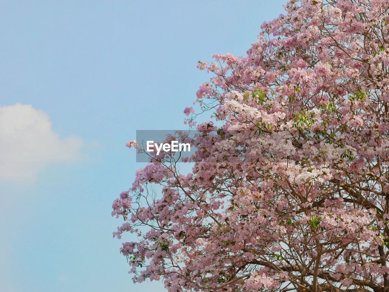 Low angle view of pink flowers blooming on tree against sky