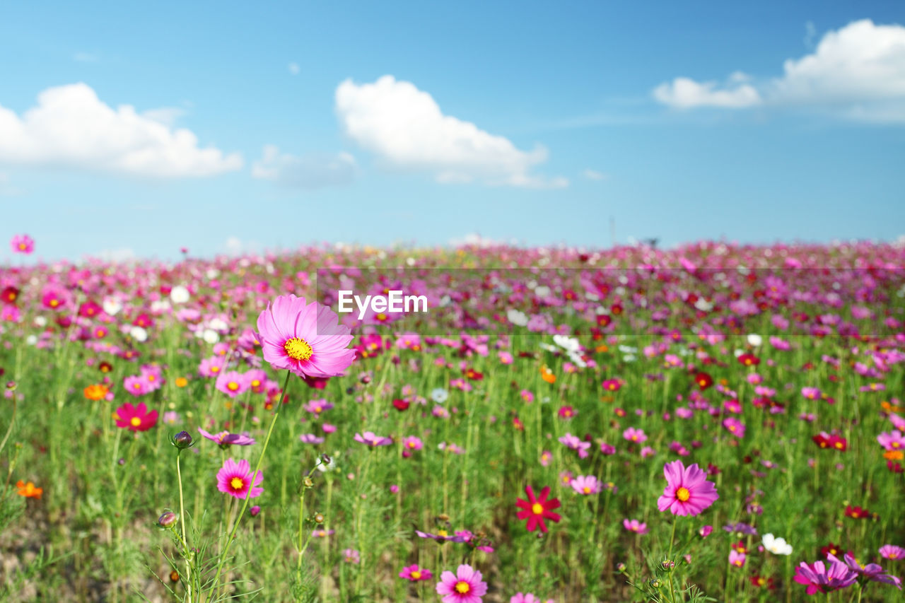 Close-up of pink cosmos flowers on field