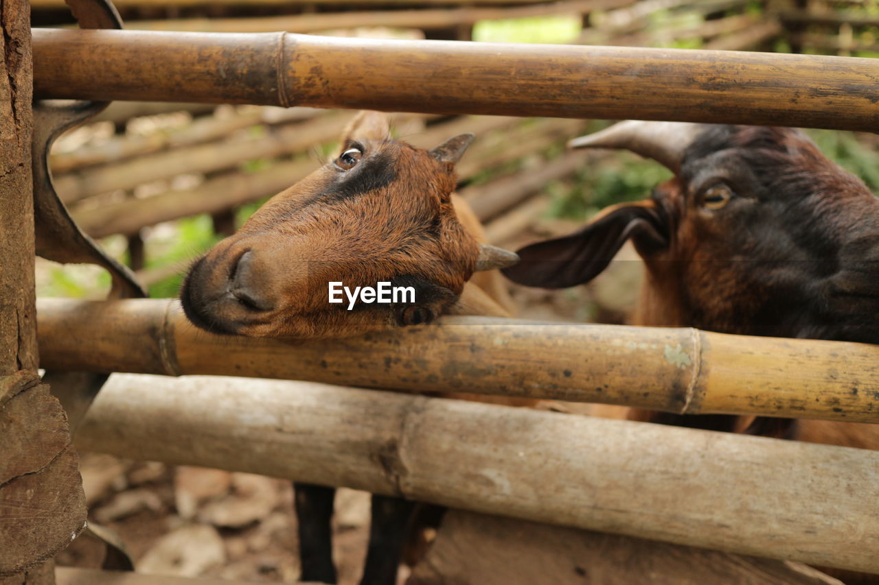 animal themes, animal, mammal, zoo, wildlife, animal wildlife, group of animals, fence, no people, wood, two animals, day, nature, outdoors, domestic animals, animals in captivity, livestock, animal body part, focus on foreground, tree