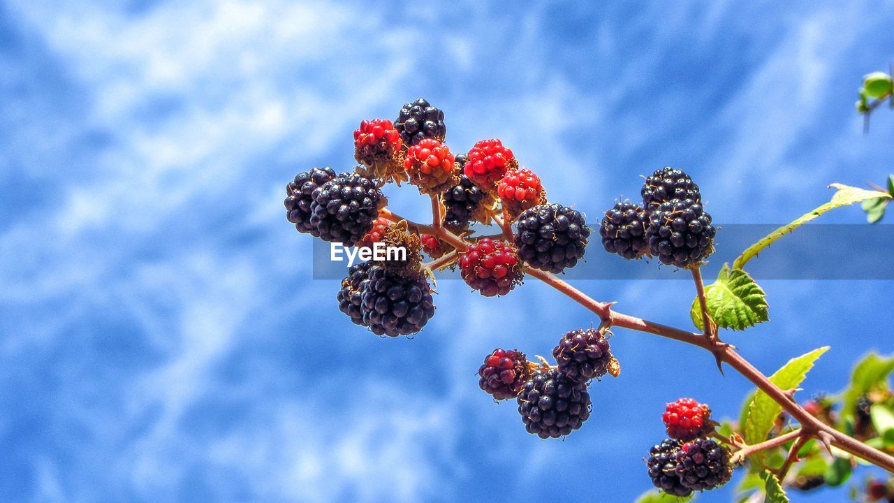 LOW ANGLE VIEW OF RED BERRIES AGAINST SKY