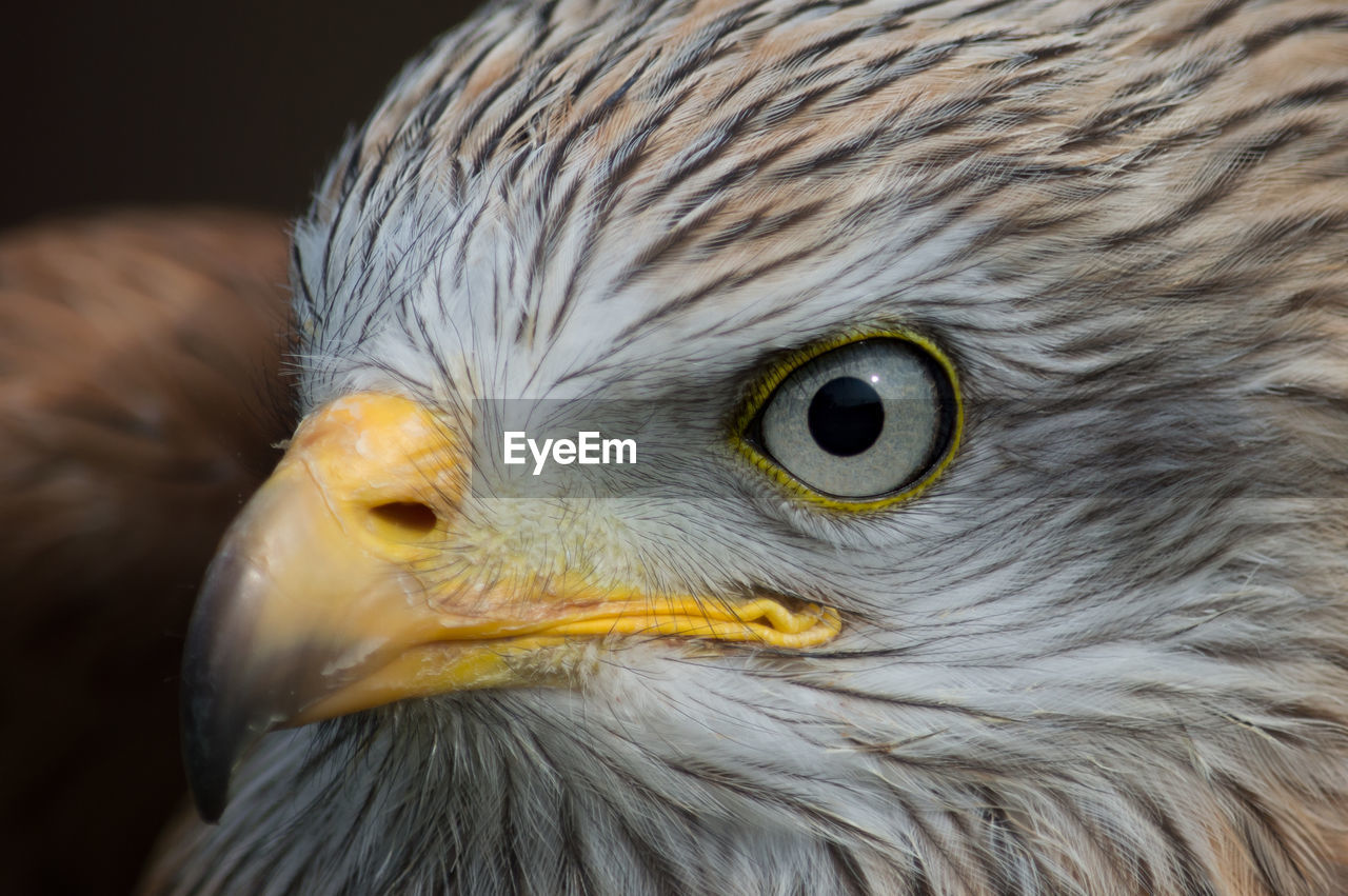 Close-up of eagle