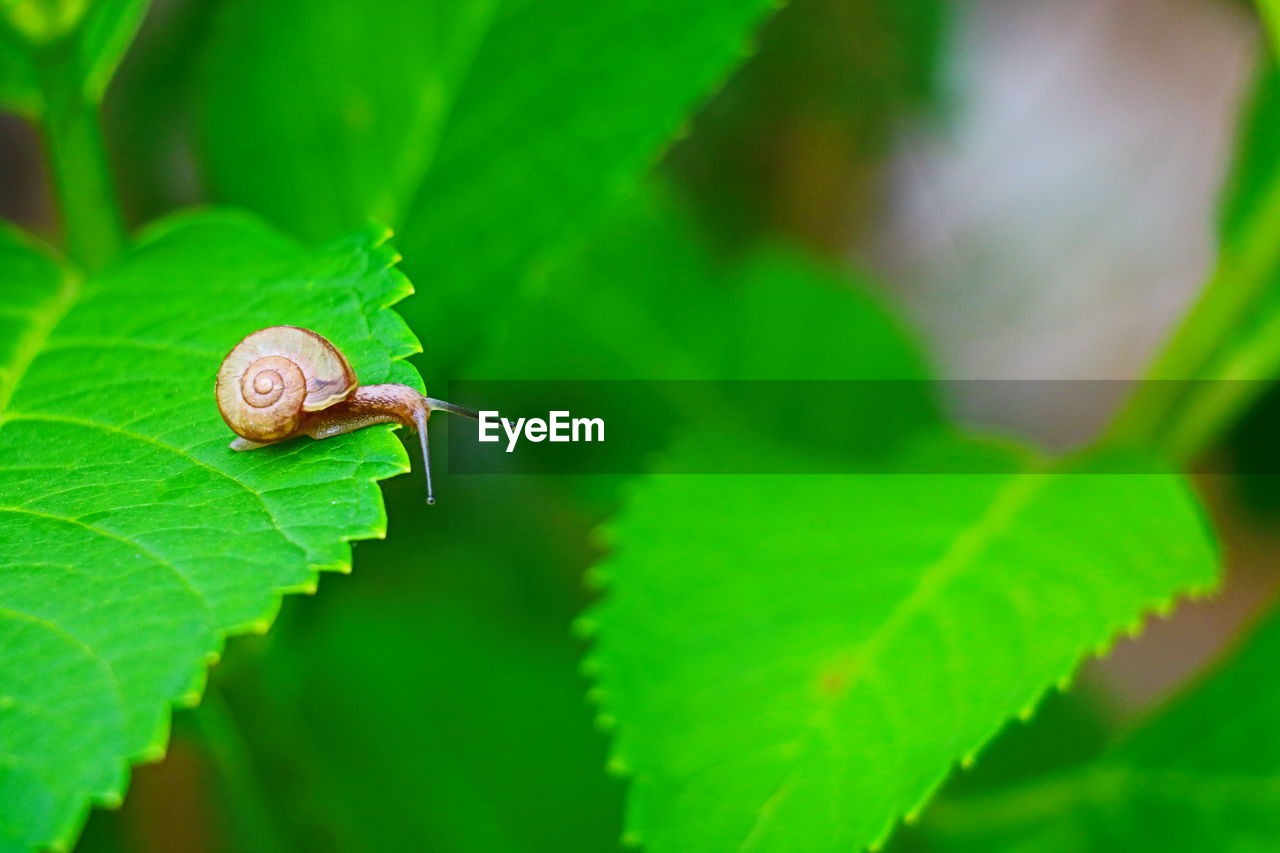 green, leaf, animal wildlife, plant part, animal, animal themes, nature, wildlife, one animal, insect, macro photography, close-up, snail, plant, mollusk, flower, gastropod, environment, no people, animal body part, beauty in nature, animal antenna, plant stem, shell, forest, macro, outdoors, day, animal shell, selective focus, environmental conservation, land