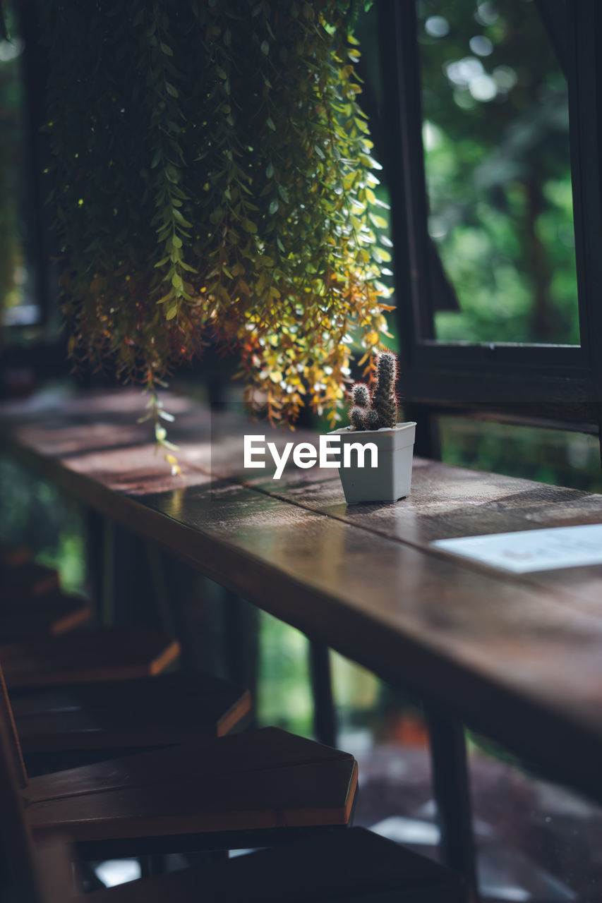 CLOSE-UP OF POTTED PLANT ON TABLE AGAINST WINDOW