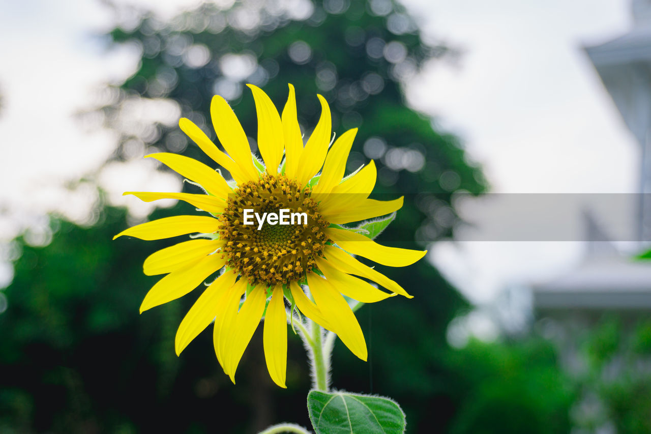 Close-up of yellow sunflower