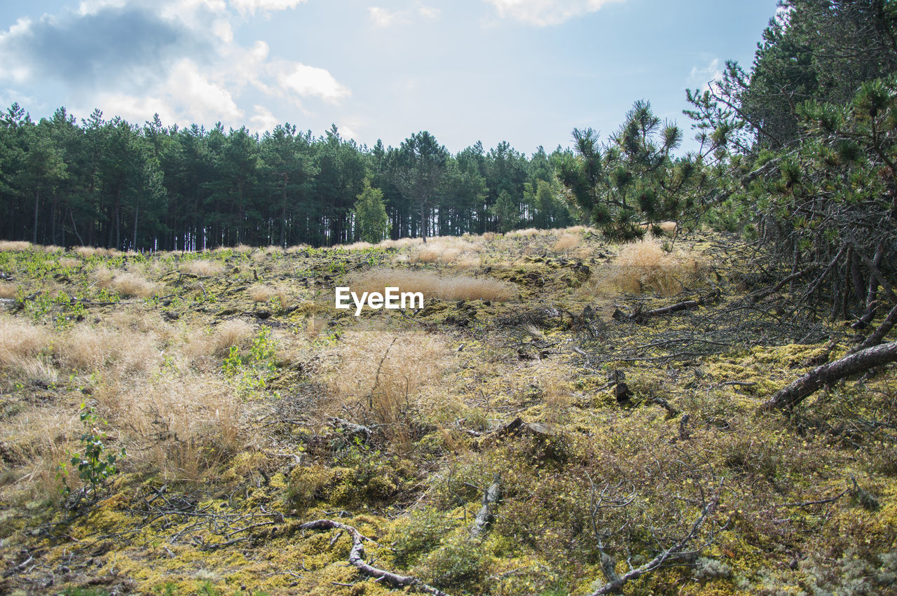 SCENIC VIEW OF FOREST