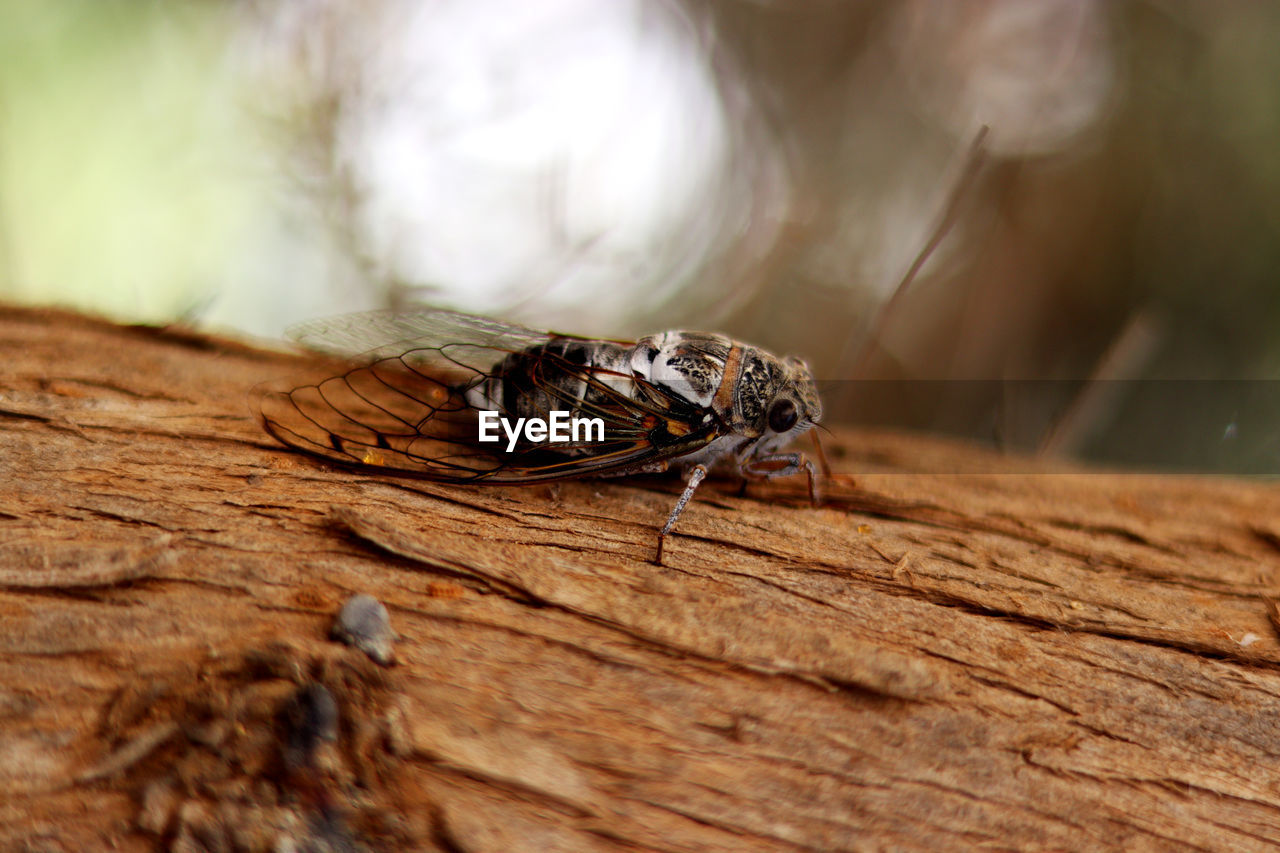 Cicada - close up