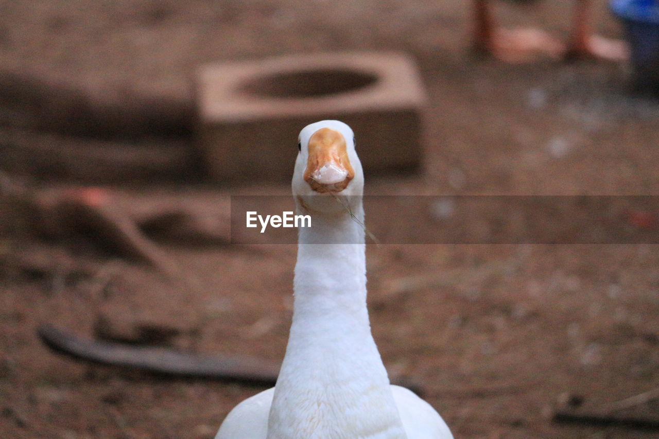 Close-up of white goose on field