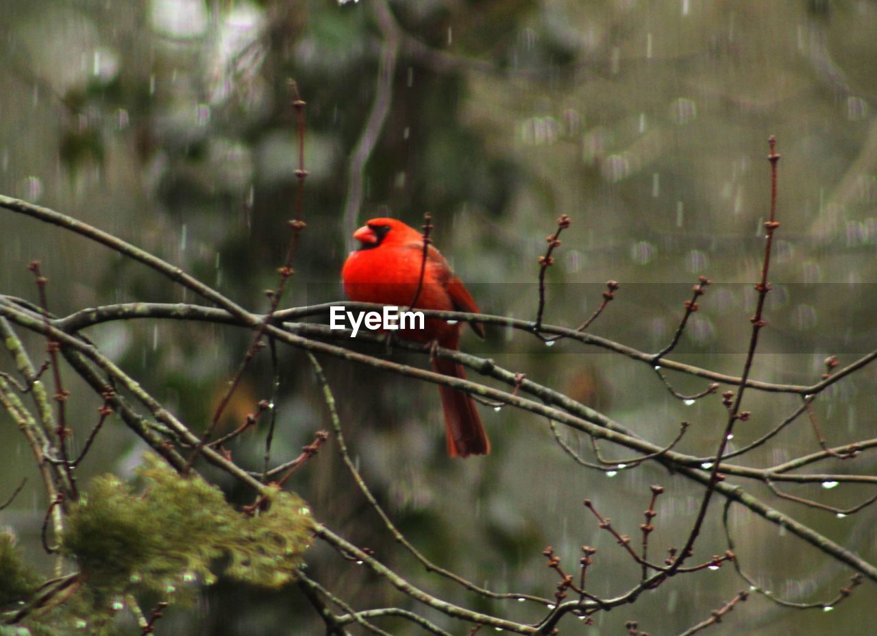 bird, animal, animal themes, animal wildlife, nature, tree, wildlife, red, branch, perching, plant, one animal, cardinal - bird, flower, no people, beauty in nature, outdoors, focus on foreground, forest, beak, tropical bird