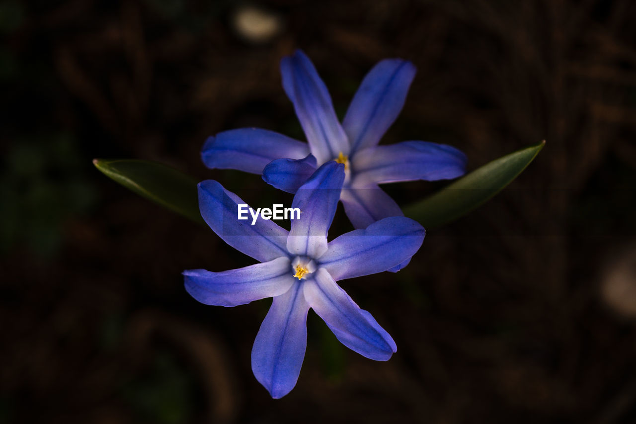 Close-up of purple flowering plant