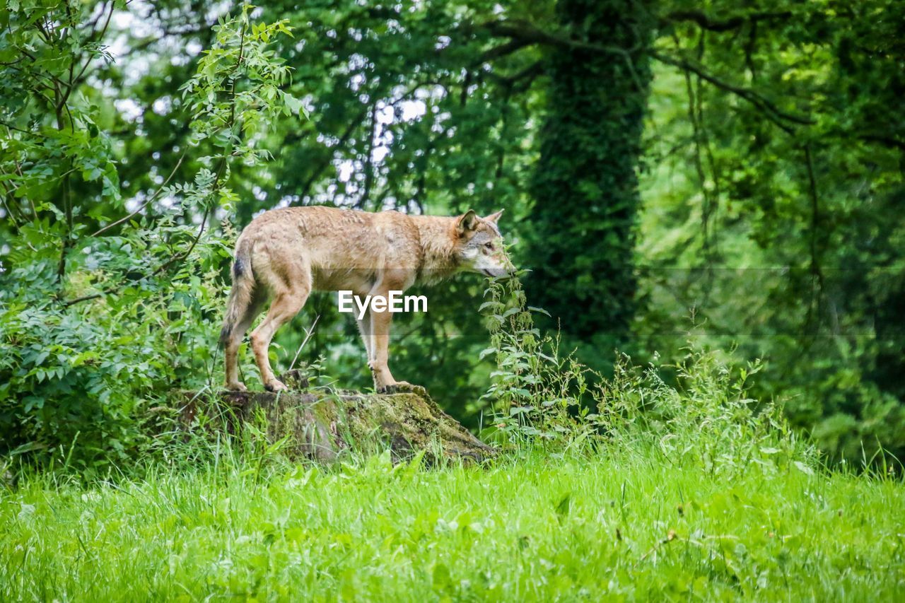 SIDE VIEW OF HORSE STANDING ON LAND