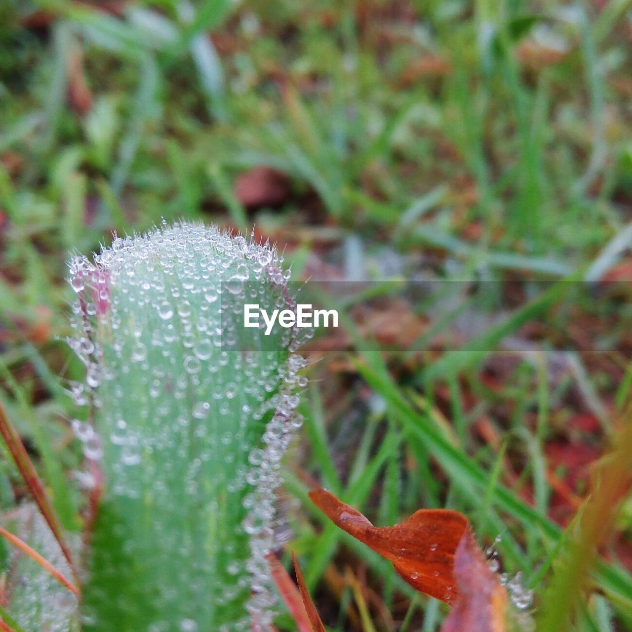 CLOSE-UP OF WET FLOWERS