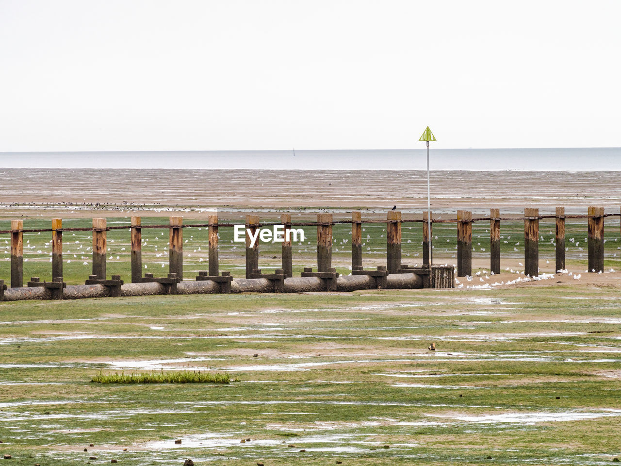 Wooden breakwater along the beach at shoeburyness at low tide with seaweed on the sand