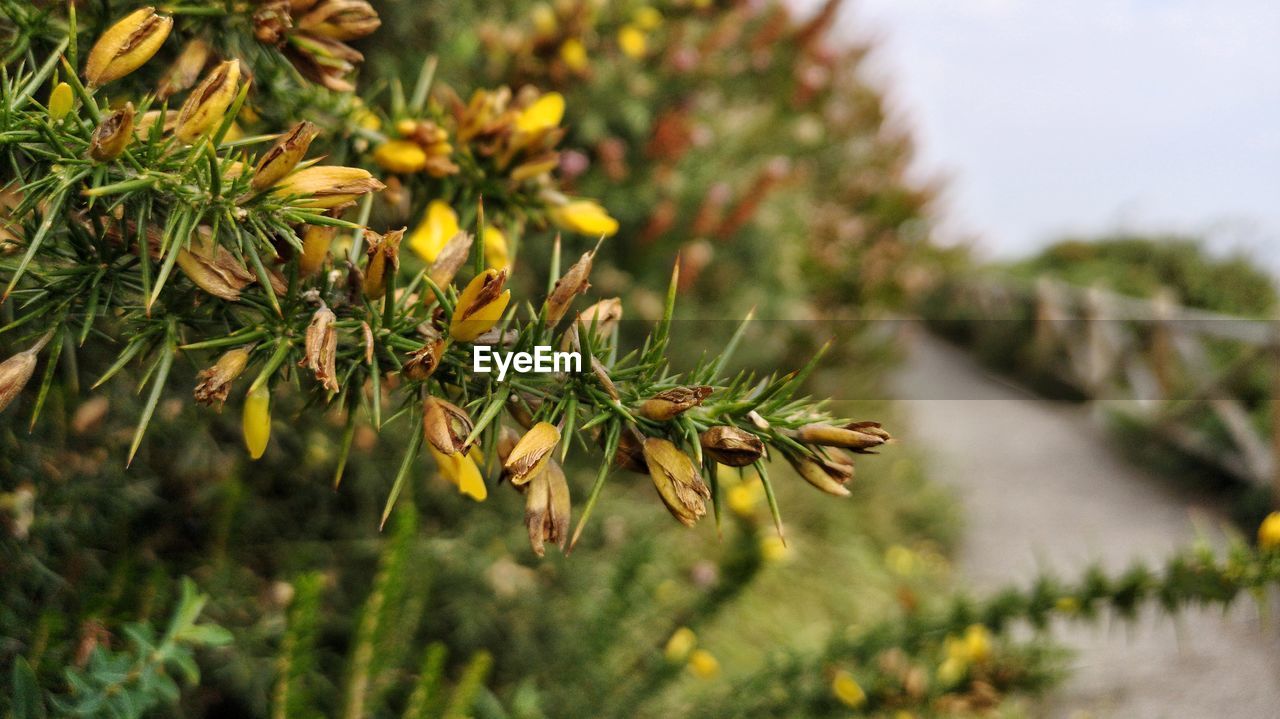 CLOSE-UP OF FLOWERING PLANT WITH TREE