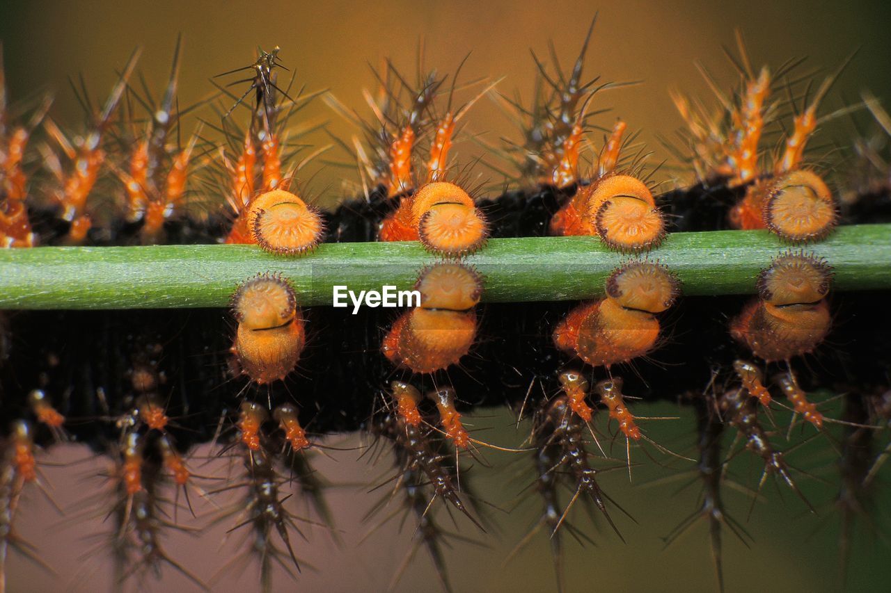 CLOSE-UP OF CACTUS GROWING ON FIELD