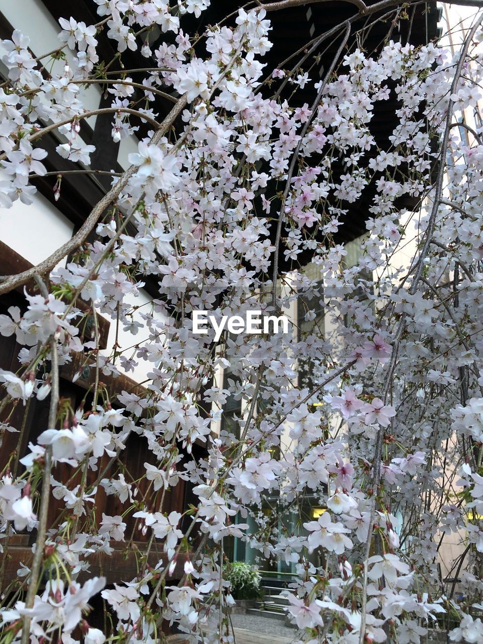 CLOSE-UP OF BLOSSOM TREE