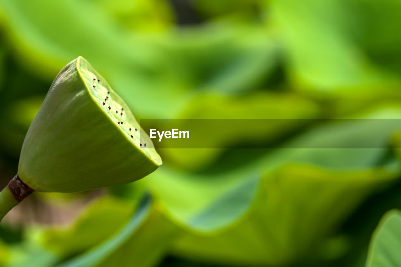 Close-up of lotus lily leaves