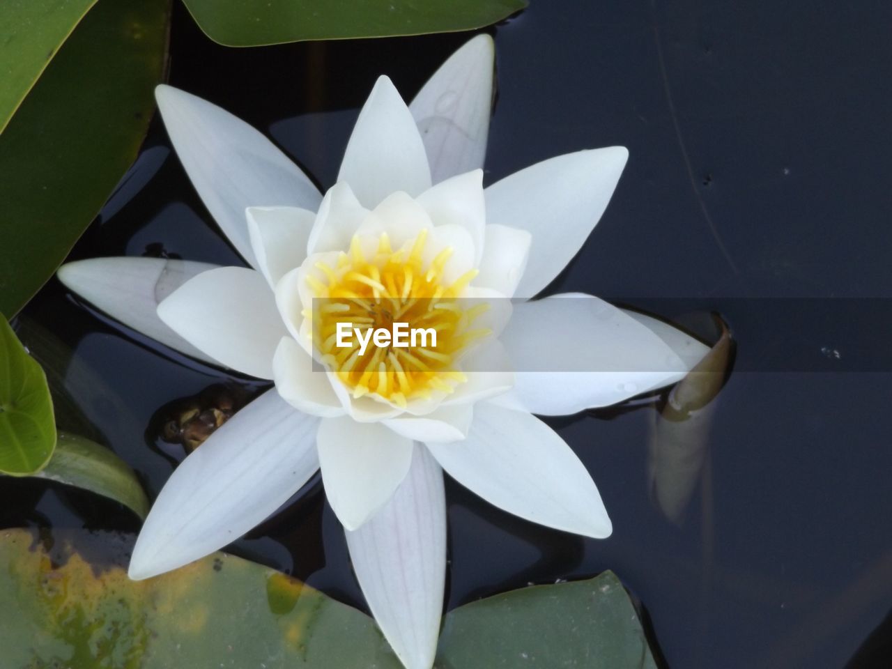 CLOSE-UP OF LOTUS WATER LILY IN POND