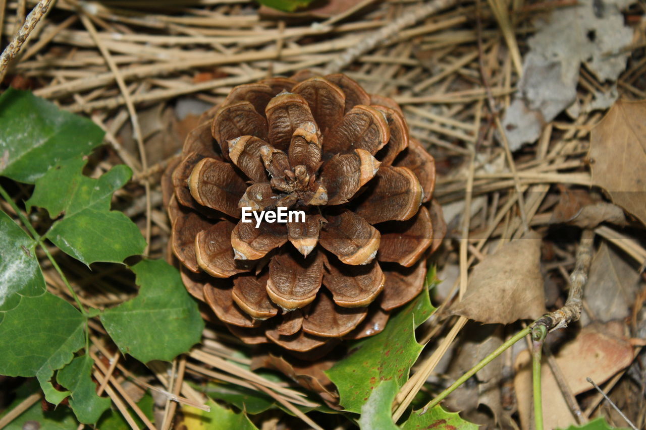 CLOSE-UP VIEW OF LEAF