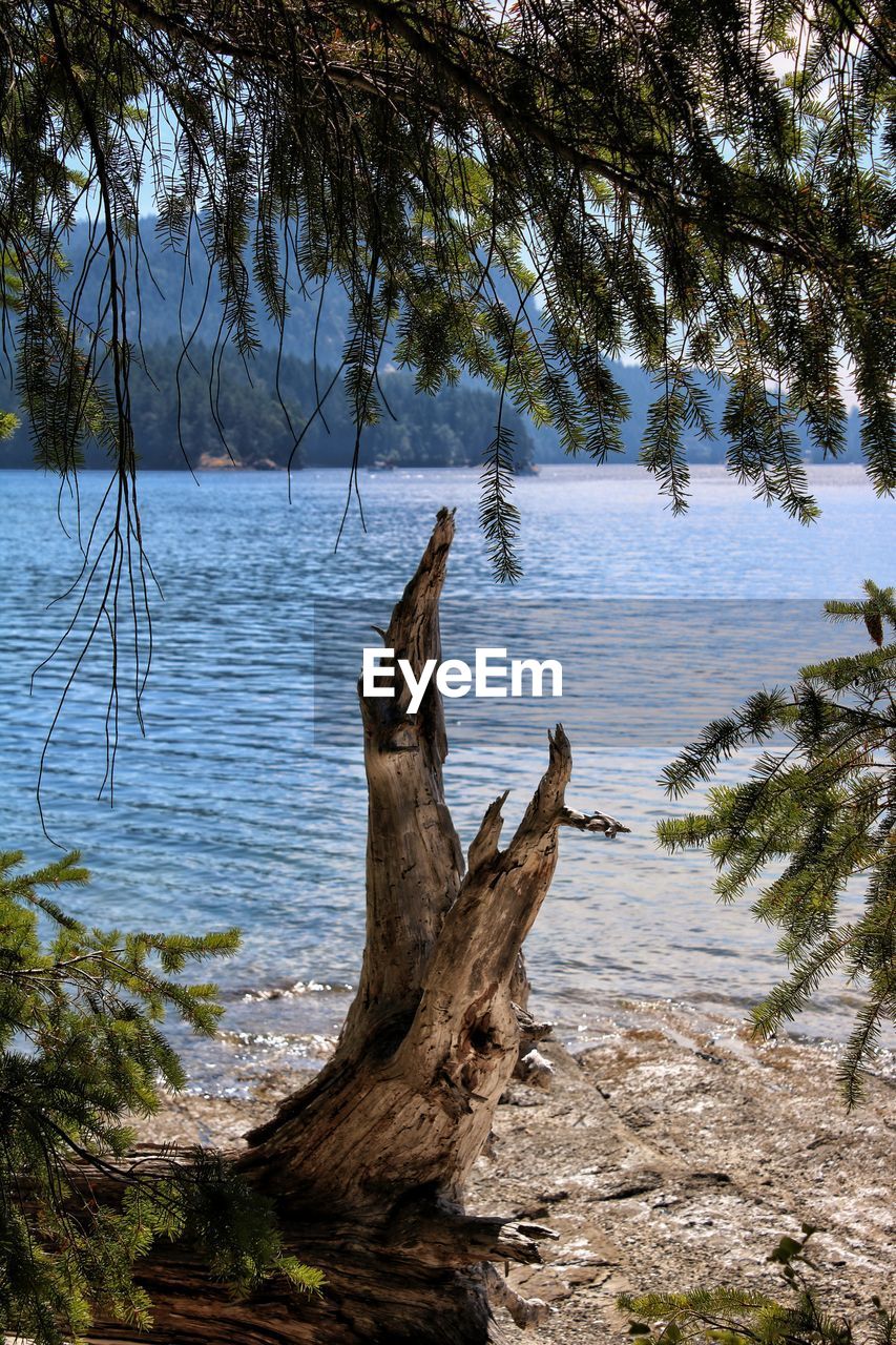 DRIFTWOOD ON TREE BY LAKE AGAINST TREES