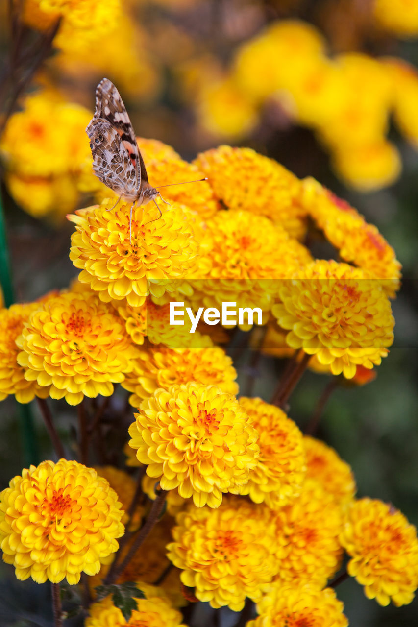 CLOSE-UP OF BUTTERFLY ON YELLOW MARIGOLD