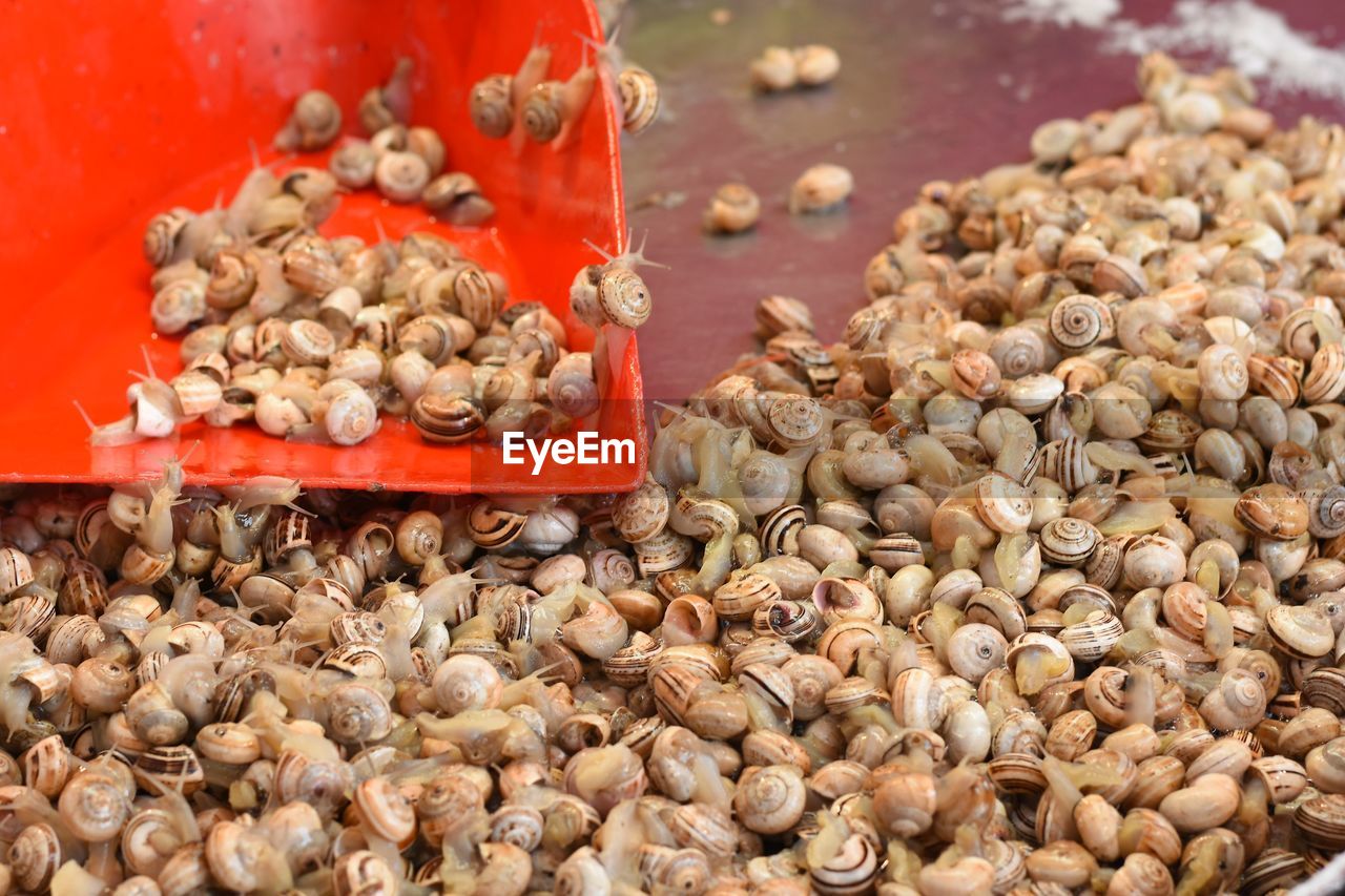 High angle view of escargots for sale 