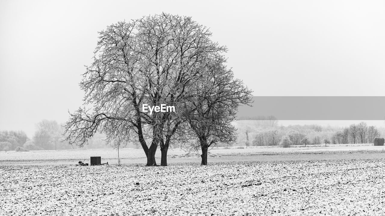 tree, plant, black and white, winter, landscape, environment, nature, field, snow, monochrome, sky, tranquility, land, monochrome photography, tranquil scene, scenics - nature, beauty in nature, bare tree, cold temperature, rural scene, no people, day, frost, morning, outdoors, clear sky, non-urban scene, agriculture, rural area