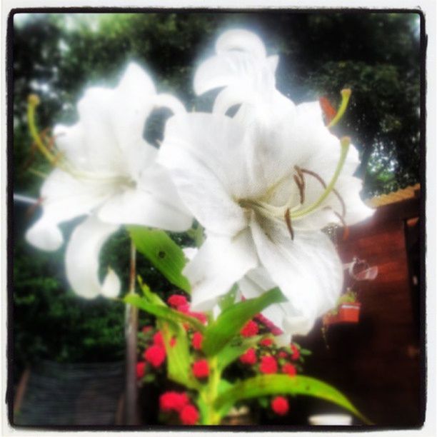 CLOSE-UP OF WHITE FLOWERS BLOOMING OUTDOORS