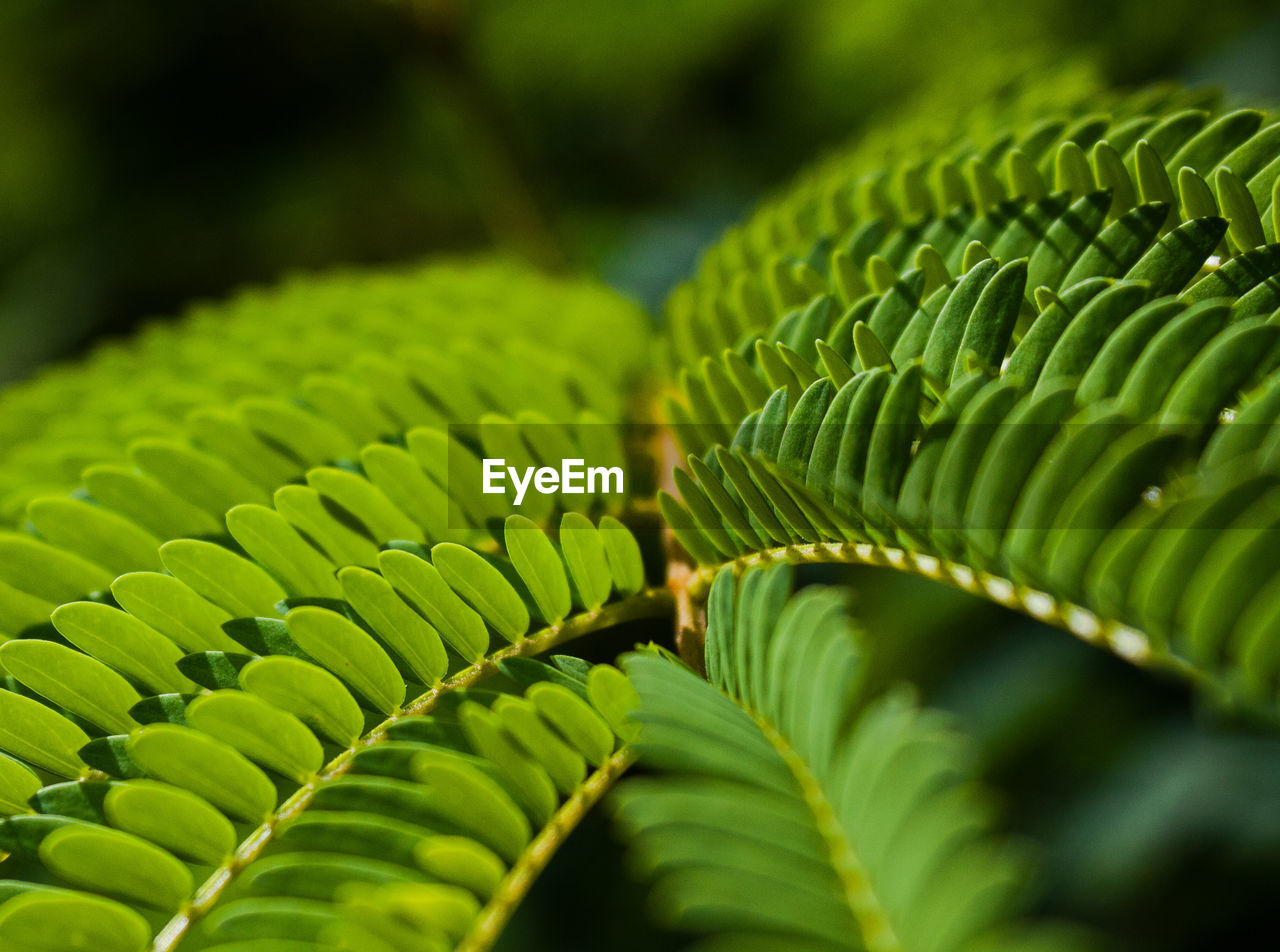 CLOSE-UP OF GREEN LEAVES ON PLANT