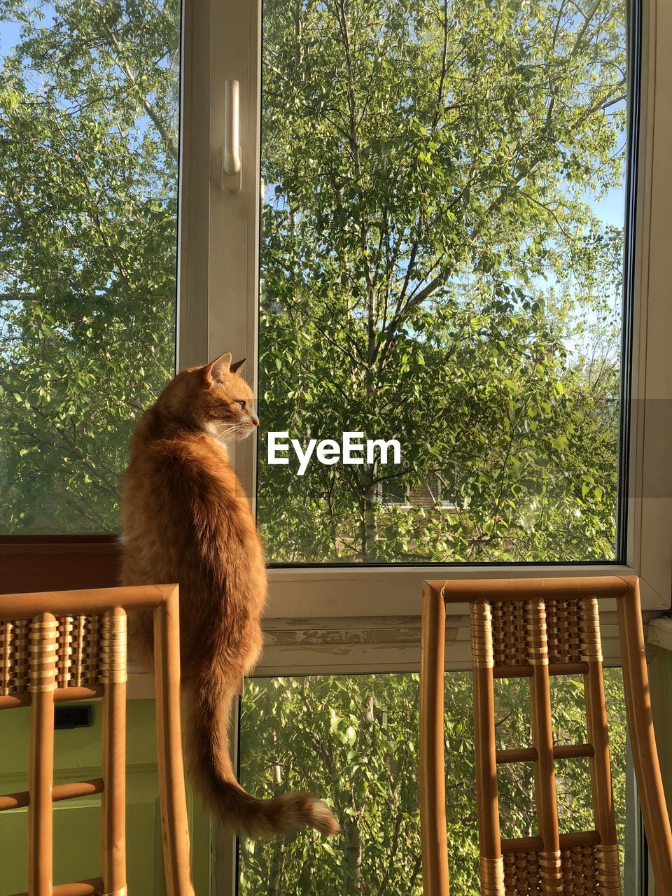 CAT SITTING ON WINDOW OF A TREE