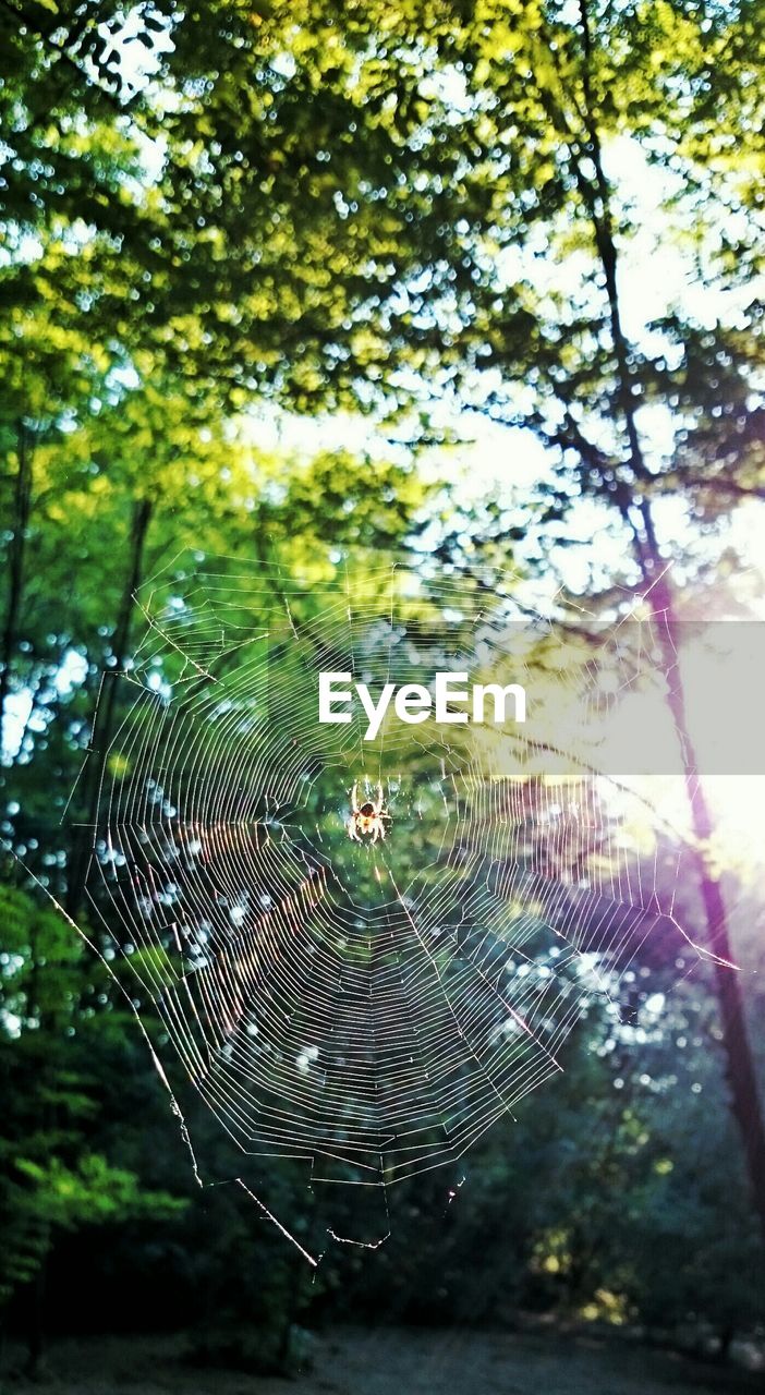 Low angle view of spider on web in forest