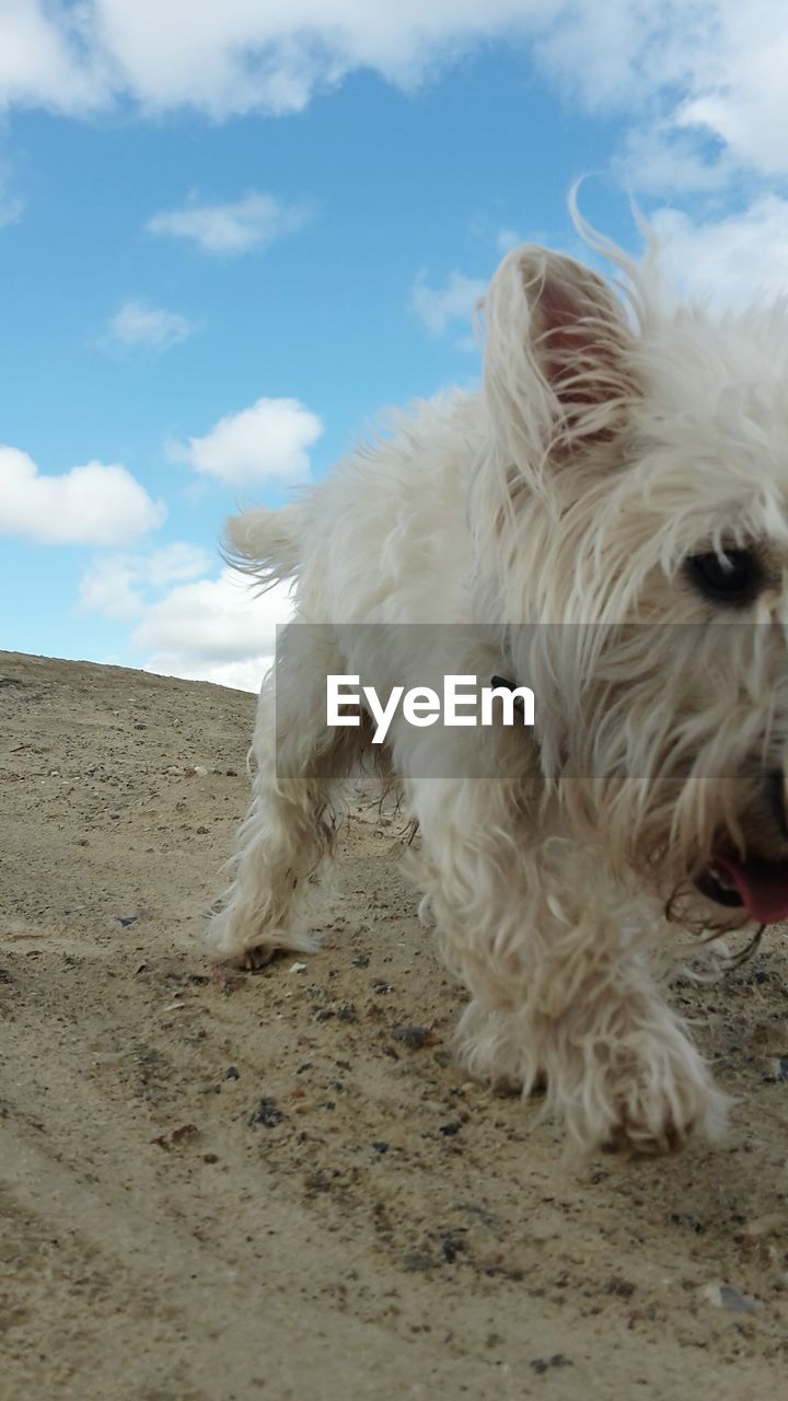 DOG ON SAND AT BEACH