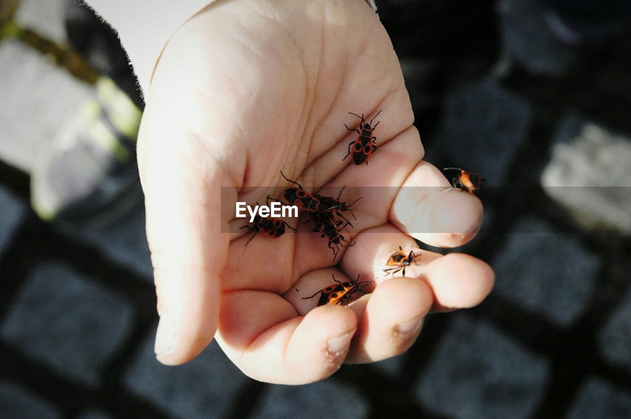 HIGH ANGLE VIEW OF HAND HOLDING SMALL OUTDOORS