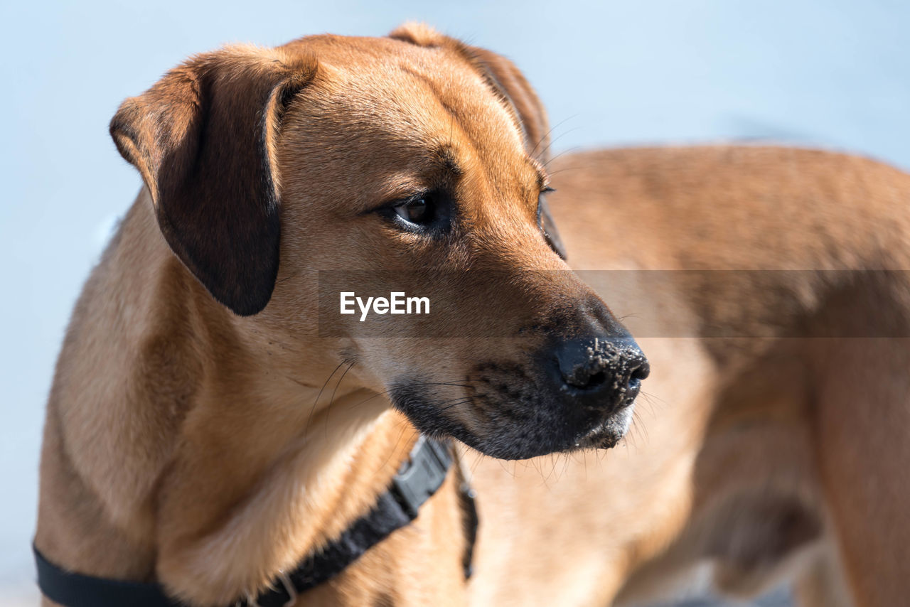 Close-up of dog looking away