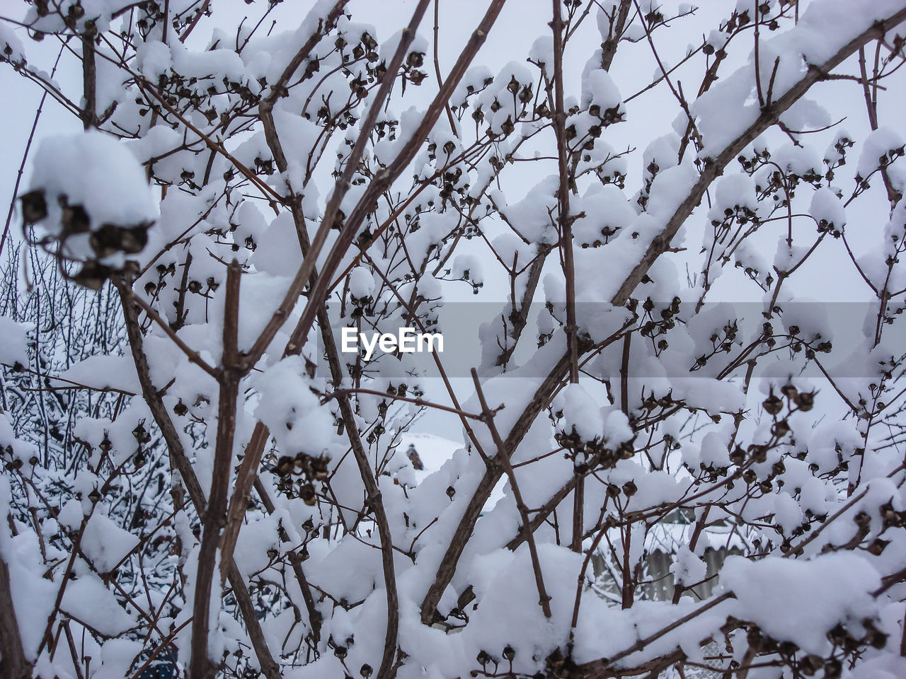 LOW ANGLE VIEW OF SNOW COVERED PLANTS AGAINST TREES