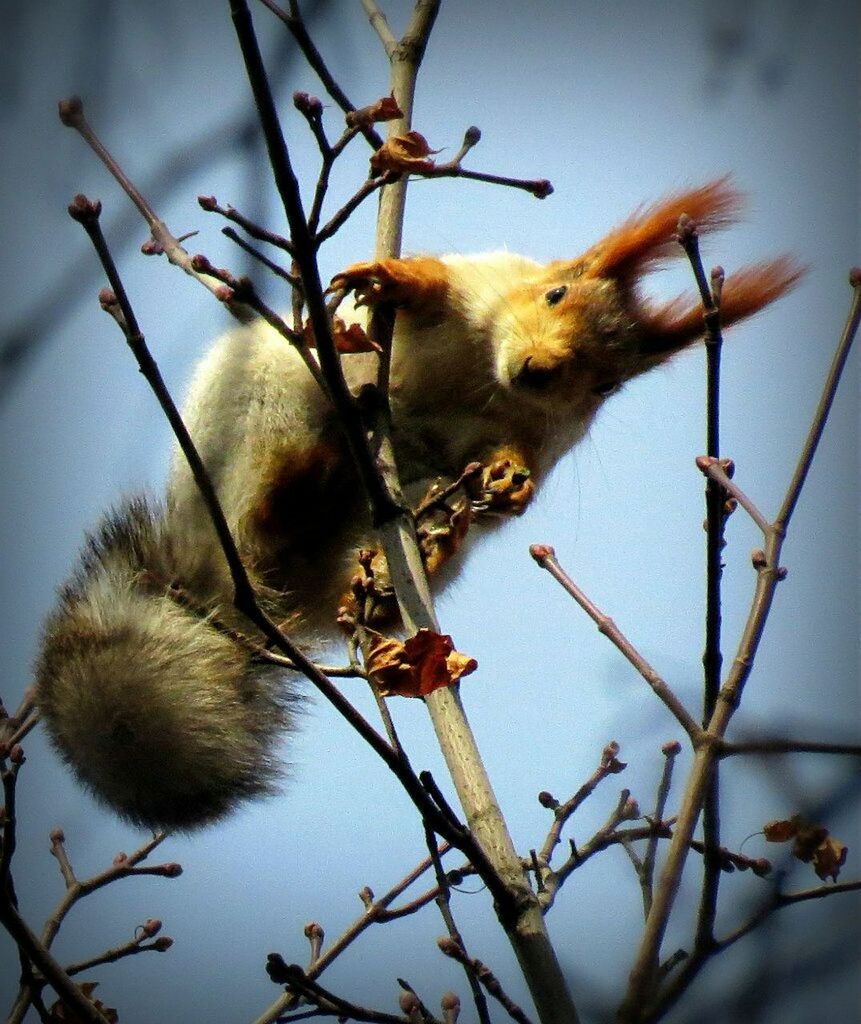 LOW ANGLE VIEW OF BIRDS ON BRANCHES