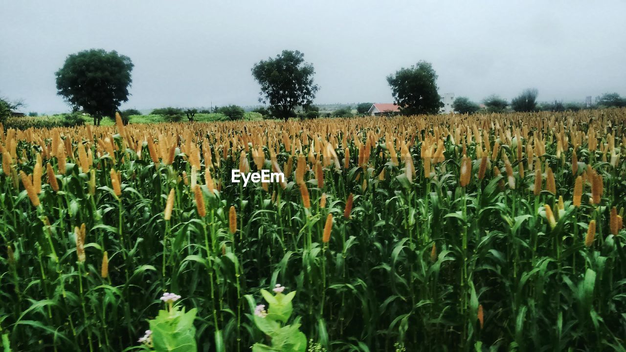 CROP IN FIELD