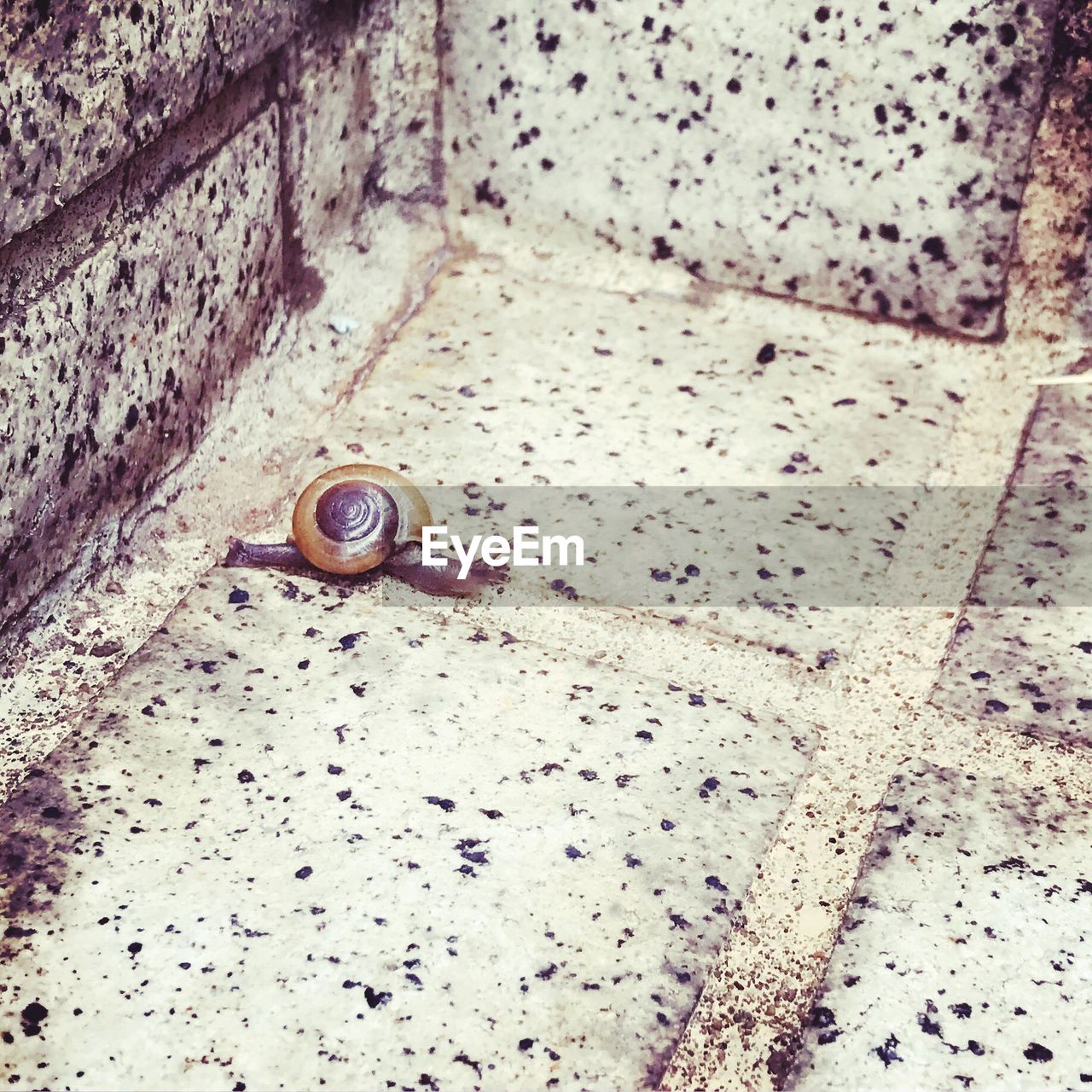 HIGH ANGLE VIEW OF SNAIL ON FLOOR