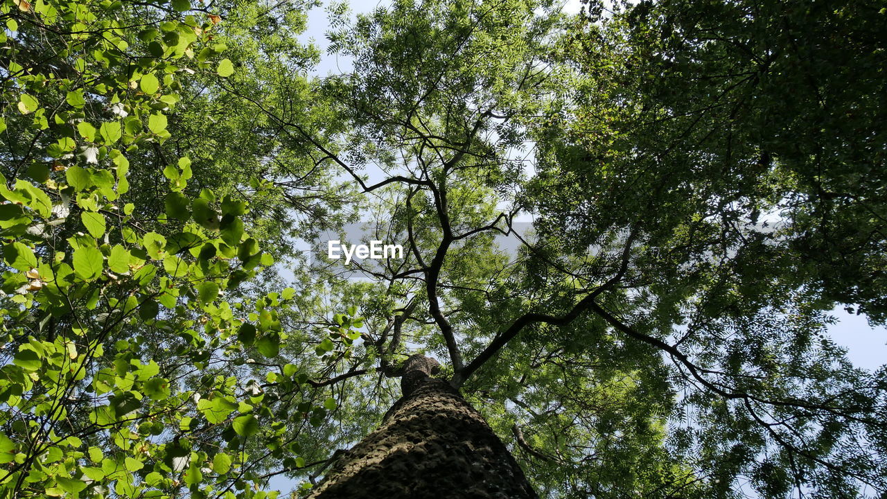 Low angle view of tree against sky