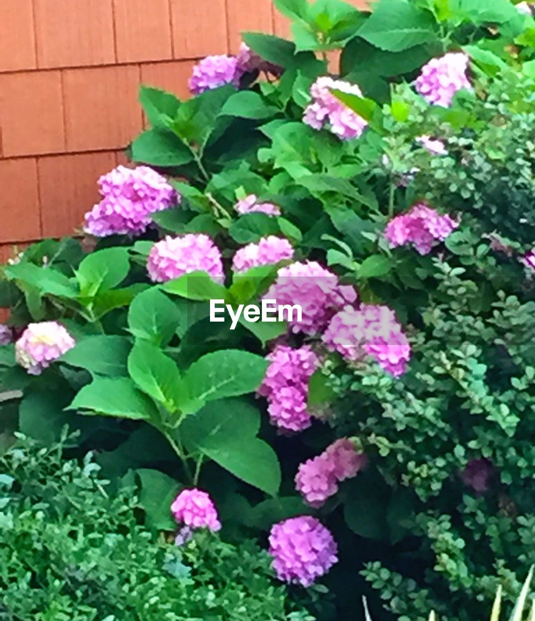 CLOSE-UP OF PINK FLOWERS BLOOMING