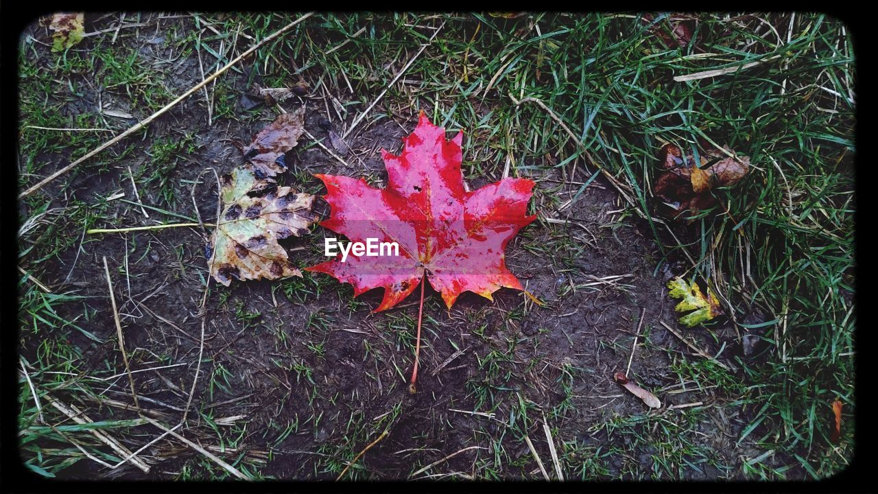 High angle view of wet fallen maple leaves on grassy field during rainy season