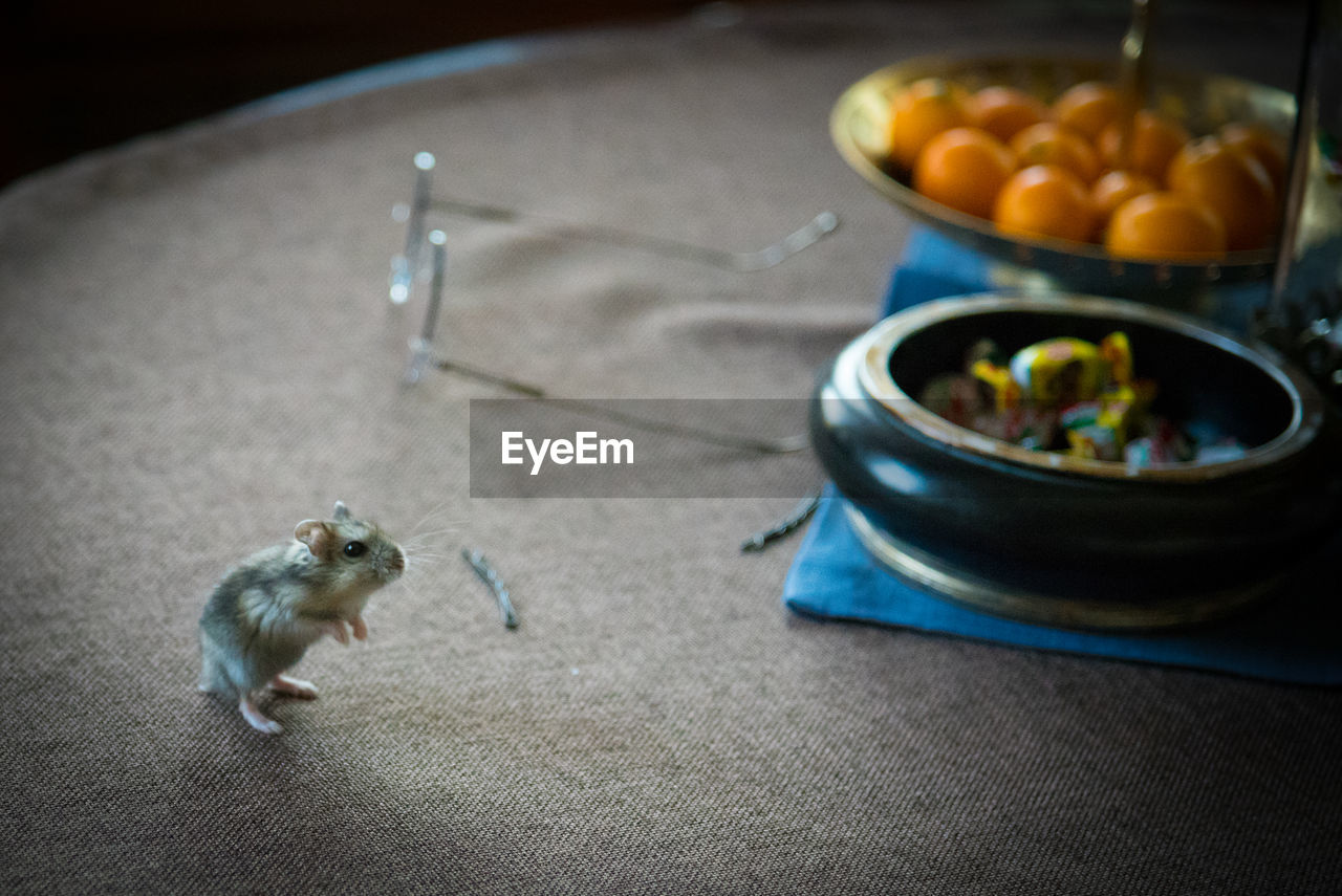 High angle view of mouse on table