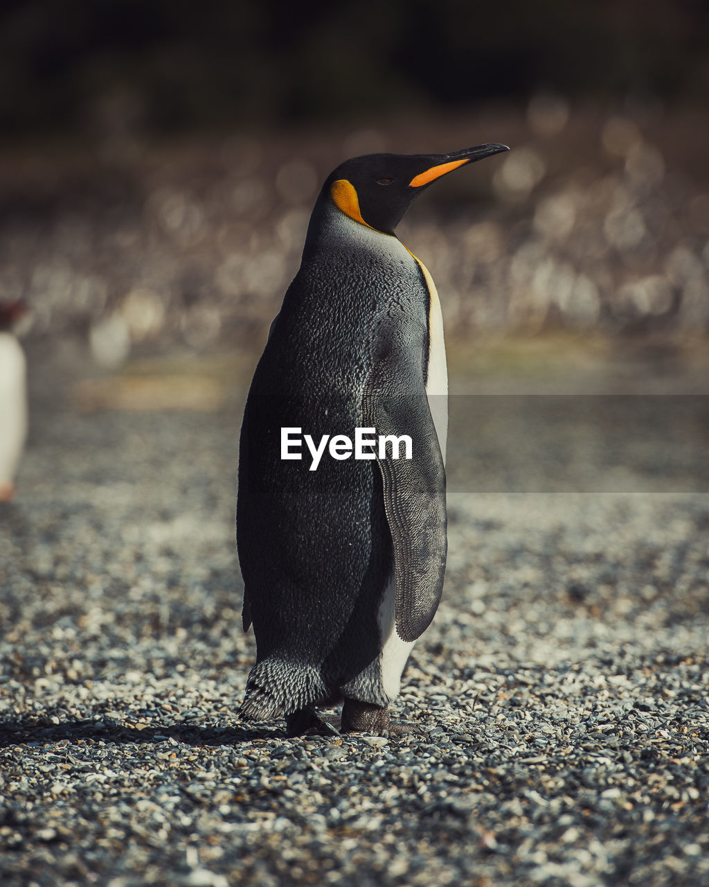 Penguin perching at beach