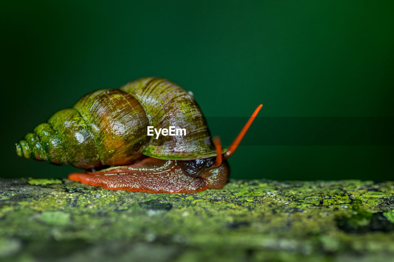 Close-up of snail on field