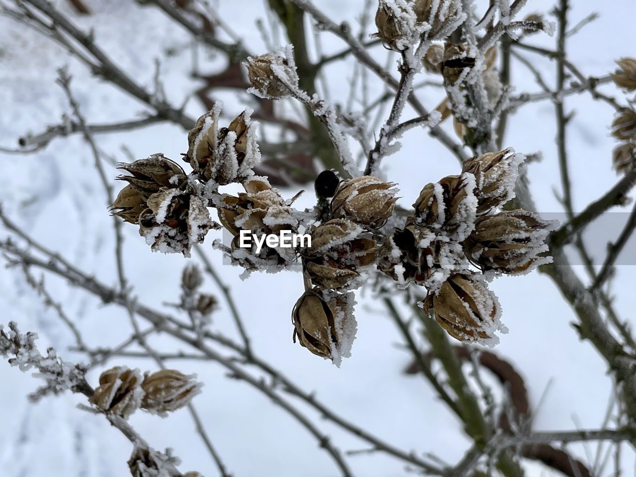 Close-up of frozen plant on tree during winter