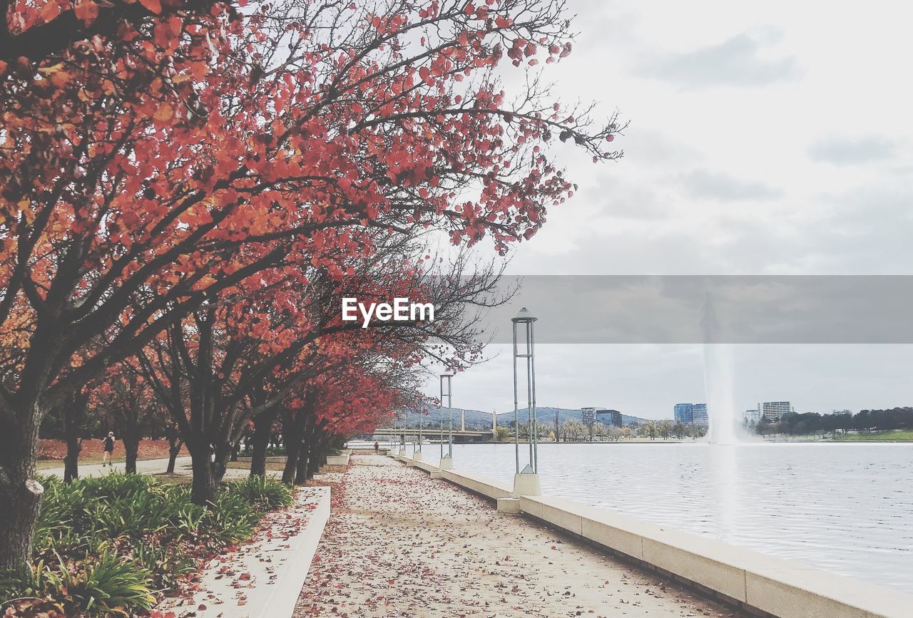 View of trees by river during autumn