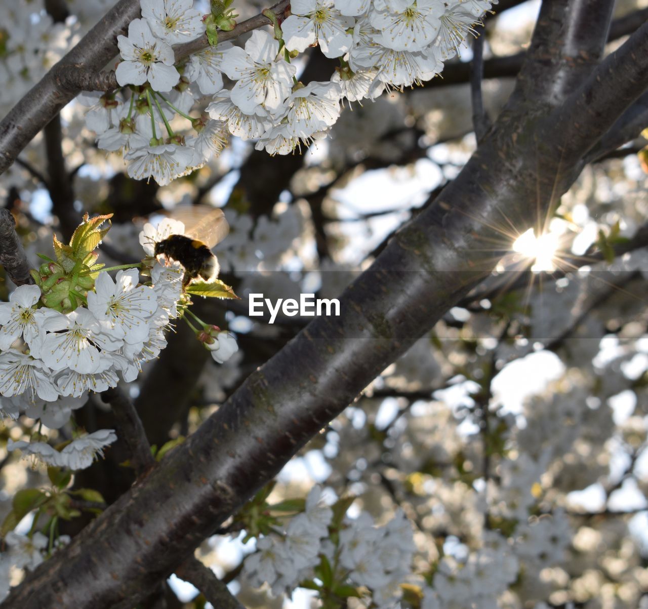 CLOSE-UP OF HONEY BEE ON FLOWER TREE